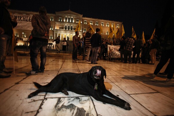 Οι μαζικές δηλητηριάσεις ζώων και ο ρόλος της αστυνομίας στα πάγια αιτήματα φιλόζωων προς τον Πανούση