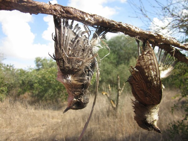 25 εκατομμύρια πουλιά θανατώνονται παράνομα στη Μεσόγειο κάθε χρόνο