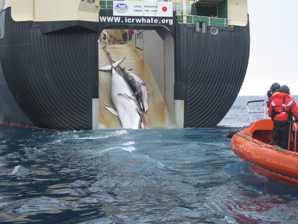 Η Ιαπωνία συνεχίζει το κυνήγι φαλαινών για "επιστημονικούς" λόγους