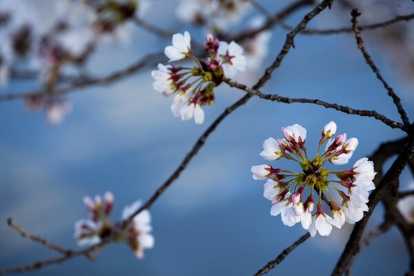9 φωτογραφίες απ' τις φετινές ανθισμένες κερασιές