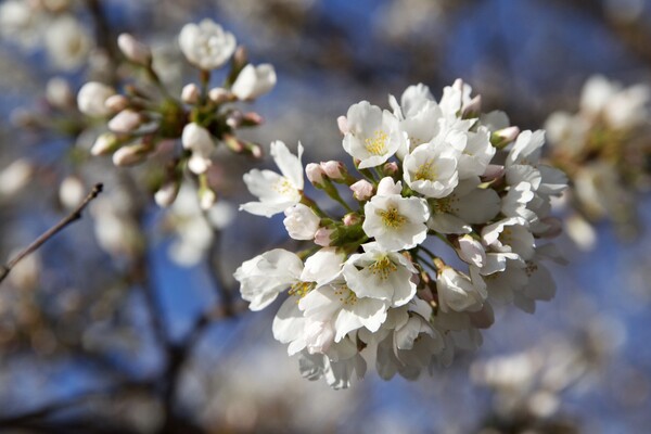 9 φωτογραφίες απ' τις φετινές ανθισμένες κερασιές