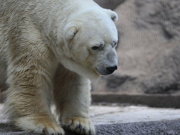 O Arturo, ένα από τα πιο δυστυχισμένα ζώα του πλανήτη πέθανε κλεισμένος σε ζωολογικό κήπο