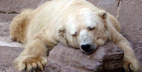 O Arturo, ένα από τα πιο δυστυχισμένα ζώα του πλανήτη πέθανε κλεισμένος σε ζωολογικό κήπο