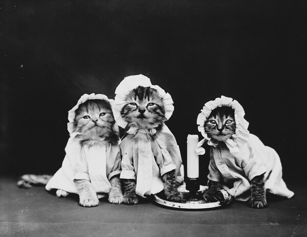 Ο παππούς των LOL Cats― Οι παιχνιδιάρικες, απολαυστικές φωτογραφίες μικρών ζώων του Harry Frees