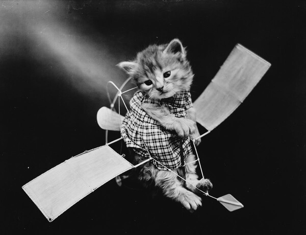 Ο παππούς των LOL Cats― Οι παιχνιδιάρικες, απολαυστικές φωτογραφίες μικρών ζώων του Harry Frees