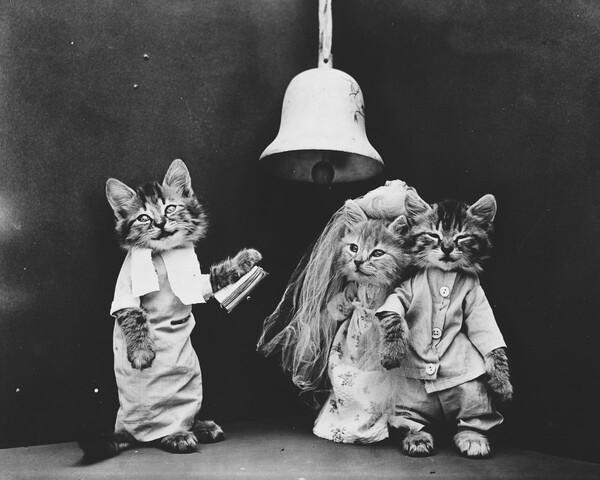 Ο παππούς των LOL Cats― Οι παιχνιδιάρικες, απολαυστικές φωτογραφίες μικρών ζώων του Harry Frees