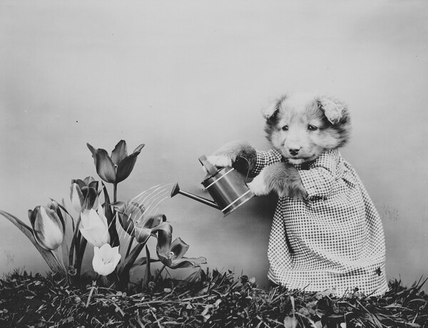 Ο παππούς των LOL Cats― Οι παιχνιδιάρικες, απολαυστικές φωτογραφίες μικρών ζώων του Harry Frees