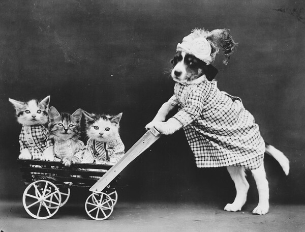 Ο παππούς των LOL Cats― Οι παιχνιδιάρικες, απολαυστικές φωτογραφίες μικρών ζώων του Harry Frees