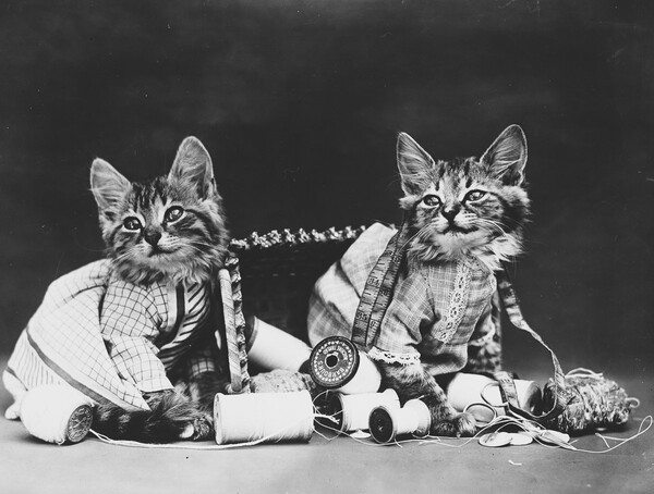 Ο παππούς των LOL Cats― Οι παιχνιδιάρικες, απολαυστικές φωτογραφίες μικρών ζώων του Harry Frees