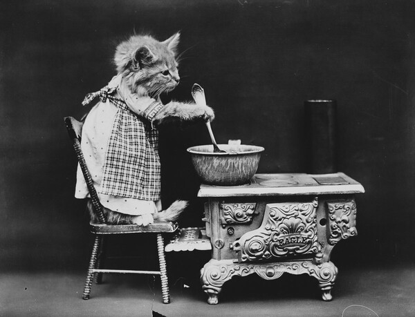 Ο παππούς των LOL Cats― Οι παιχνιδιάρικες, απολαυστικές φωτογραφίες μικρών ζώων του Harry Frees