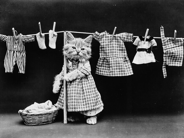 Ο παππούς των LOL Cats― Οι παιχνιδιάρικες, απολαυστικές φωτογραφίες μικρών ζώων του Harry Frees