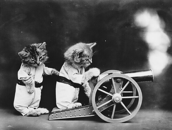 Ο παππούς των LOL Cats― Οι παιχνιδιάρικες, απολαυστικές φωτογραφίες μικρών ζώων του Harry Frees