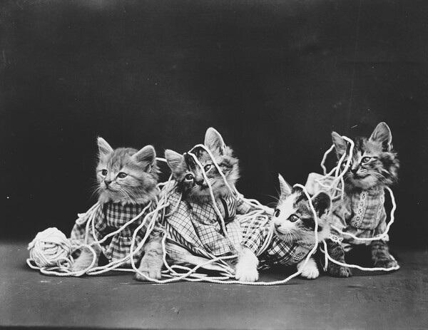 Ο παππούς των LOL Cats― Οι παιχνιδιάρικες, απολαυστικές φωτογραφίες μικρών ζώων του Harry Frees