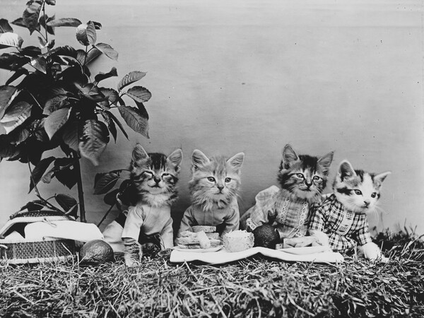 Ο παππούς των LOL Cats― Οι παιχνιδιάρικες, απολαυστικές φωτογραφίες μικρών ζώων του Harry Frees