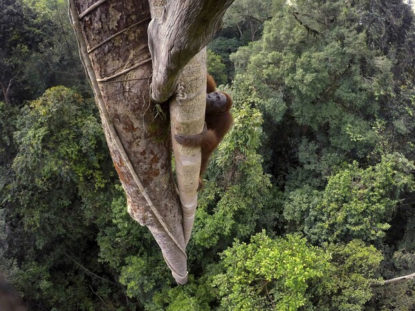 Οι βραβευμένες φωτογραφίες άγριας ζωής και φύσης των World Press Photo Αwards