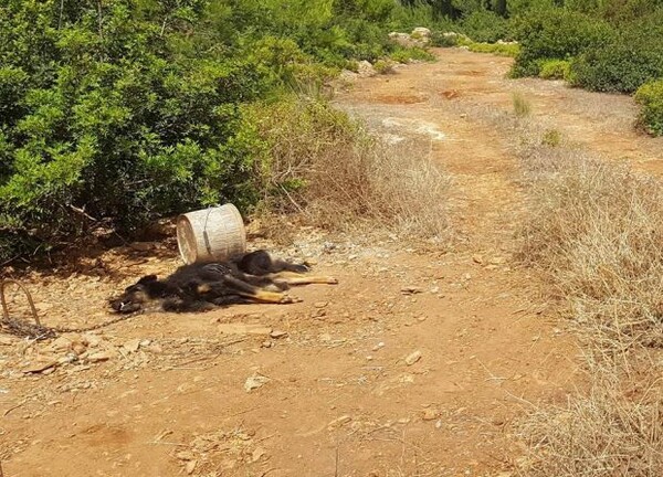 Καταγγελία για τα σκυλιά σκιάχτρα της Σκύρου