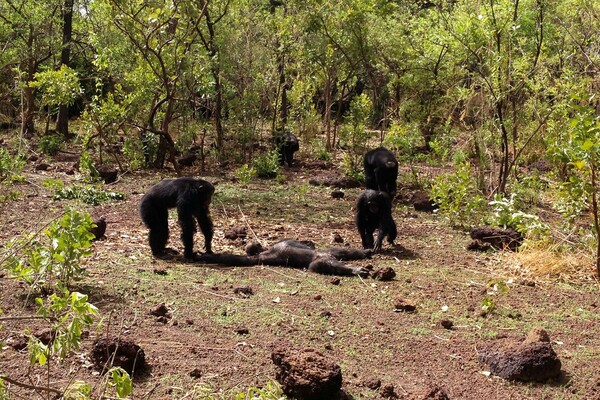 H σπάνια αγριότητα της φύσης- Οι χιμπαντζήδες δολοφονούν και κανιβαλίζουν τον πρώην τύραννό τους