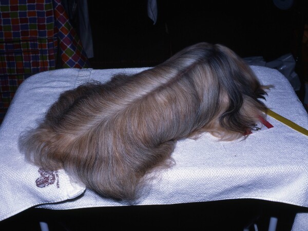 Ο Martin Andersen φωτογραφίζει τον σουρεαλισμό που βασιλεύει στις επιδείξεις σκύλων