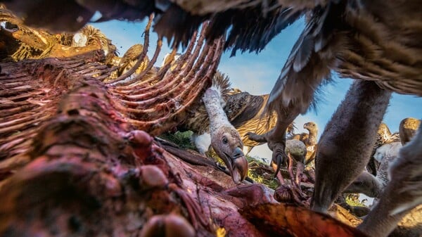 Αυτές είναι οι 50 καλύτερες φωτογραφίες του National Geographic για το 2016