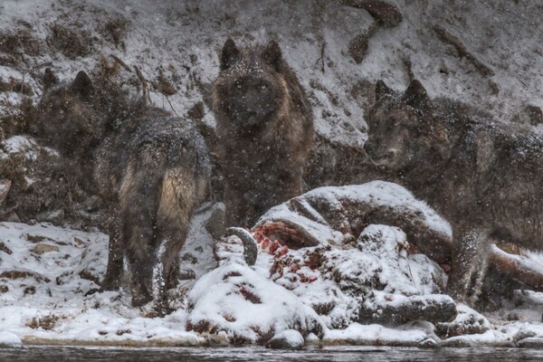 Αυτές είναι οι 50 καλύτερες φωτογραφίες του National Geographic για το 2016