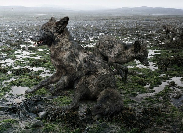 Το πλούσιο και παράξενο σύμπαν του Simen Johan