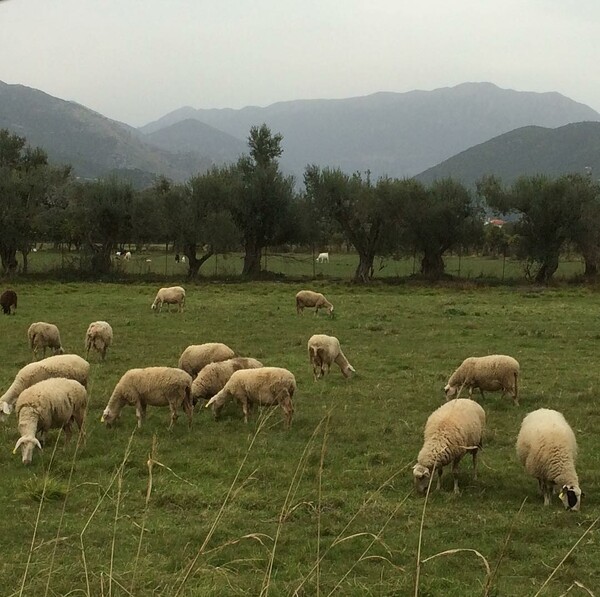 30 νέες φωτογραφίες απ' τα τέλεια ζώα των αναγνωστών μας