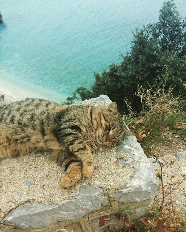 30 νέες φωτογραφίες απ' τα τέλεια ζώα των αναγνωστών μας