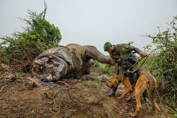 Αυτές είναι οι 50 καλύτερες φωτογραφίες του National Geographic για το 2016