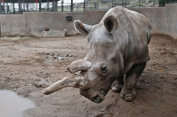 Πρωτοφανή μέτρα σε ζωολογικό κήπο της Τσεχίας- Κόβουν τα κέρατα των ρινόκερων μετά το περιστατικό στο Παρίσι