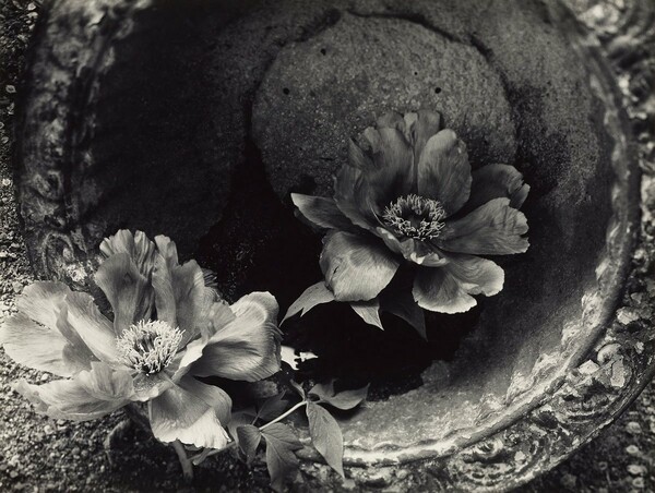 6.000 φωτογραφίες του Minor White είναι πια διαθέσιμες online
