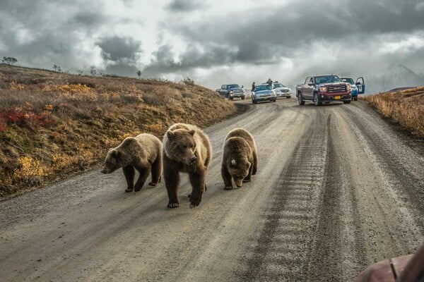 Αυτές είναι οι 50 καλύτερες φωτογραφίες του National Geographic για το 2016