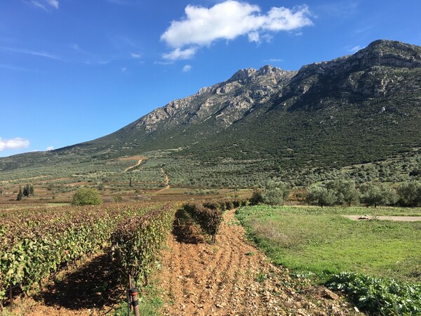 Το Ελληνικό Sideways είναι στη Νεμέα: 6 πολύτιμες πληροφορίες για να ταξιδέψετε στα οινοποιεία της περιοχής