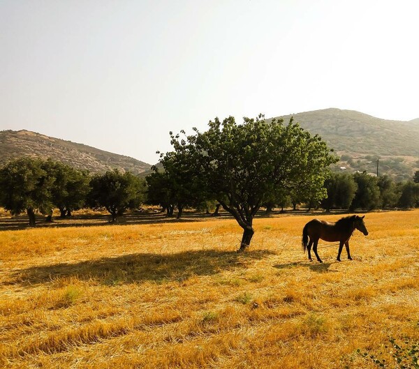 40 νέες φωτογραφίες των αναγνωστών μας, στο σημερινό INSTALIFO