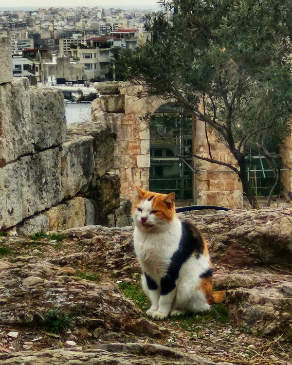 30 νέες φωτογραφίες απ' τα τέλεια ζώα των αναγνωστών μας