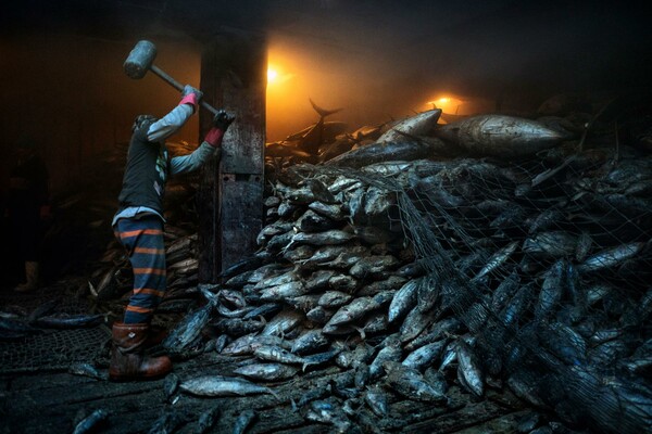 Αυτές είναι οι 50 καλύτερες φωτογραφίες του National Geographic για το 2016