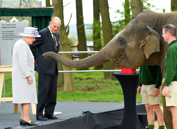 Η βασίλισσα Ελισάβετ και ο πρίγκιπας Φίλιππος ταΐζουν με μπανάνες έναν ελέφαντα σε ζωολογικό κήπο έξω από το Λονδίνο