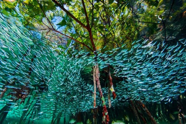 Αυτές είναι οι 50 καλύτερες φωτογραφίες του National Geographic για το 2016