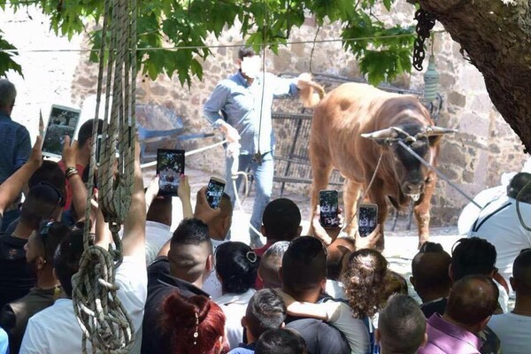 Έγινε τελικά η απαγορευμένη σφαγή του ταύρου στον Μανταμάδο Λέσβου-Πιστοί αγνόησαν το νόμο και θυσίασαν το ζώο στο ναό