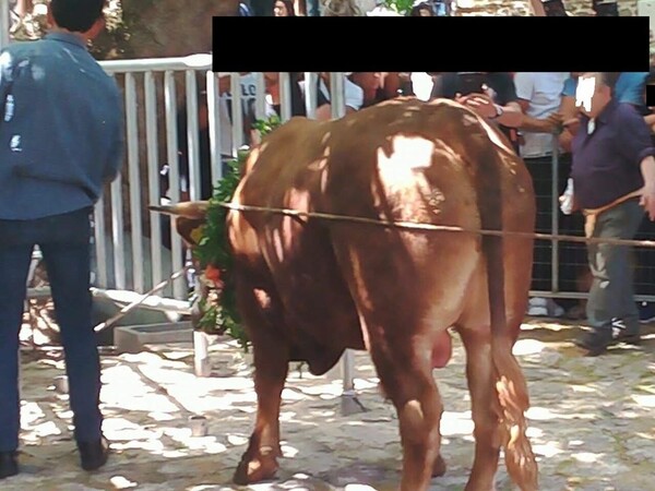 Έγινε τελικά η απαγορευμένη σφαγή του ταύρου στον Μανταμάδο Λέσβου-Πιστοί αγνόησαν το νόμο και θυσίασαν το ζώο στο ναό