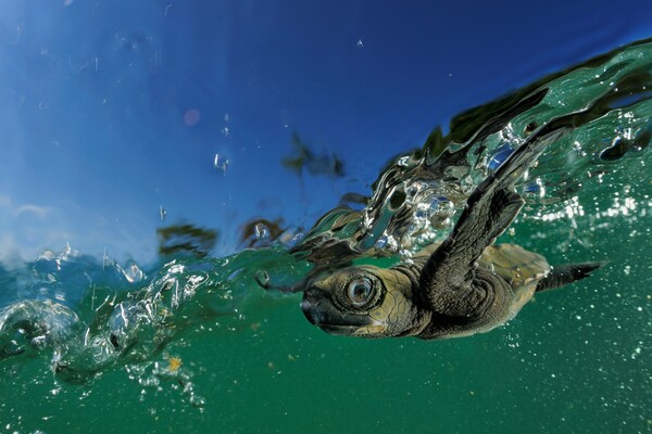 Το φεστιβάλ της WWF μας μαθαίνει τους τρόπους προστασίας των θαλασσών μας