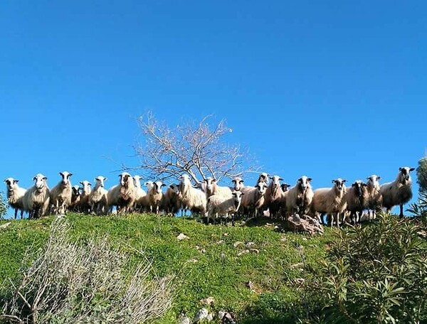 30 νέες φωτογραφίες απ' τα τέλεια ζώα των αναγνωστών μας