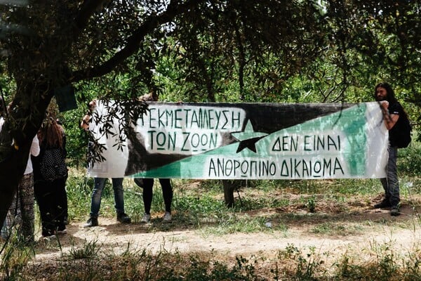 Συνέντευξη με τον καλλιτέχνη που έβαψε μπλε τα πρόβατα