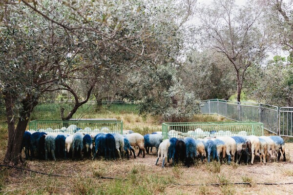 Συνέντευξη με τον καλλιτέχνη που έβαψε μπλε τα πρόβατα