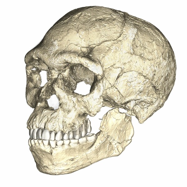 Ανακαλύφθηκαν τα αρχαιότερα μέχρι σήμερα απολιθώματα του Homo sapiens, ηλικίας τουλάχιστον 300.000 ετών