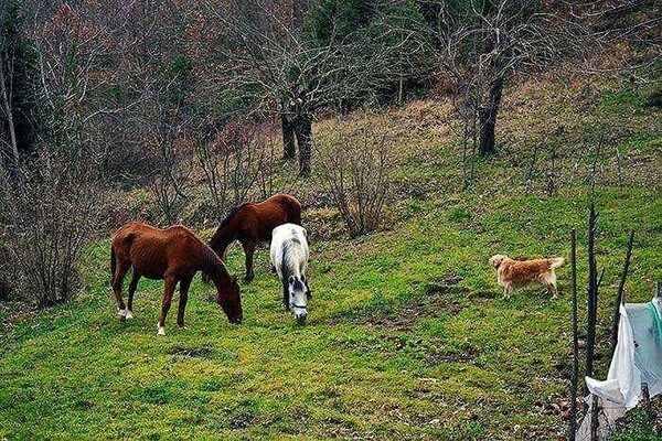 30 νέες φωτογραφίες απ' τα τέλεια ζώα των αναγνωστών μας