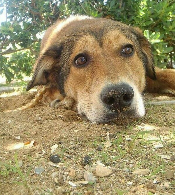 30 νέες φωτογραφίες απ' τα τέλεια ζώα των αναγνωστών μας