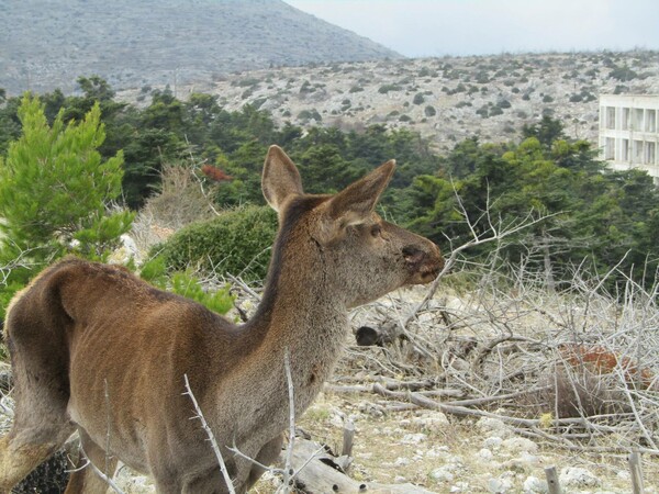 Πέθανε τελικά το ελάφι που είχε πυροβοληθεί εξ επαφής στην Πάρνηθα