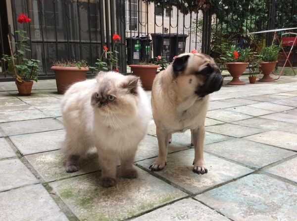 Ο Αρσέν και η Φαντομά, τα πιο διάσημα pets του ελληνικού ίντερνετ πρωταγωνιστούν στο δικό τους νουάρ βιβλίο