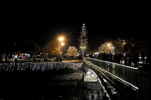 Τρίκαλα: Φωταγωγήθηκε το ψηλότερο φυσικό χριστουγεννιάτικο δέντρο στην Ελλάδα