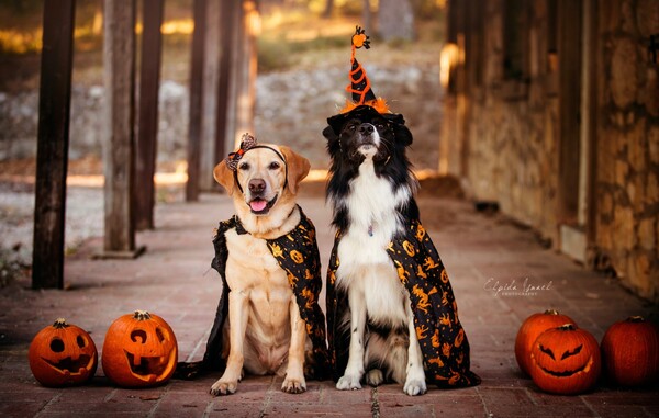Η Ελπίδα φωτογράφησε τα σκυλιά της για το αποψινό Halloween